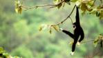 A white-handed gibbon swinging in a tree