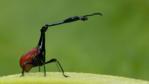Giraffe-necked weevil on a leave in Madagascar 