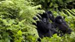 A group of mountain gorillas