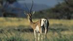 Grant's gazelle looking round