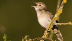 Grasshopper warbler singing from a branch