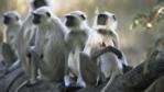 Langur monkeys sitting on a tree