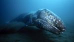 Grey whale feeding in the sand of the seabed
