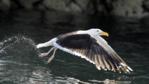 Great black-backed gull taking off from the sea