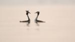 Courting pair of great crested grebes on a lake