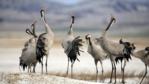 Common cranes calling with heads raised in the air