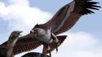 Haast's eagle preying on a giant moa