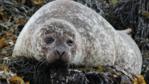 Common seal rests on the beach 