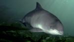Harbour porpoise in the Irish sea