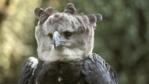 Harpy eagle looking towards camera