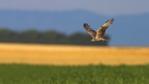 Montagu's harrier in flight over field