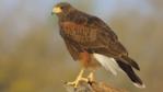 Harris hawk on a log