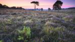 Heathland