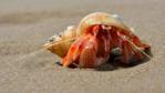 Hermit crab peering from a mollusc shell
