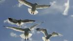 Looking up at herring gulls in flight