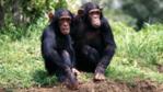 Two chimpanzees sitting together