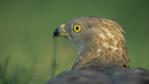 Rear view of a honey buzzard looking around