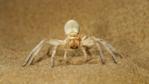 Dancing white lady spider 'dancing' in defensive threat display on sand dune