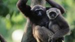 Grey gibbon female and juvenile