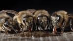 Four honey bee workers feeding on honey from a cell in the hive