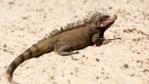 Iguana standing on sand