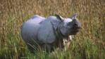 An Indian rhinoceros
