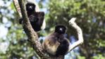 Two Milne Edwards sifaka up a tree