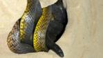 Inland taipan in sandy burrow