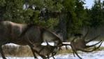 Irish elk with antlers lowered in a snowy woodland