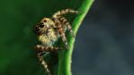 A jumping spider on a leaf