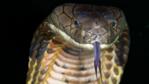 King Cobra tasting the air with its tongue