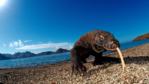 A Komodo dragon walking on a beach