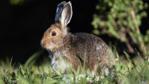 Hare sitting in the grass