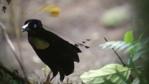 A six-wired bird of paradise showing feathers