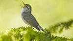 Arctic warbler perched on a branch singing