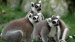 Ring-tailed lemur group sitting on the ground