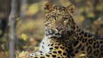 Close-up of a sitting Amur leopard