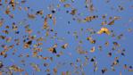 A mass of monarch butterflies flying