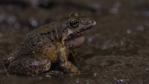 Coastal mud frog in mud