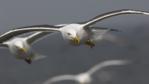 Lesser black-backed gulls in flight
