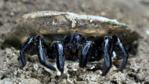 A trapdoor spider emerging from its burrow