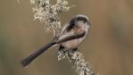 Long tailed tit on lichen-covered branch