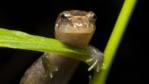 An ocoee salamander on a plant