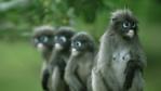 Four dusky leaf monkeys are wet after rain