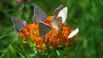 A group of grey copper butterflies feeding on a flower