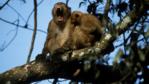 Assam macaques in a tree