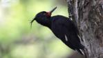 Female Magellanic woodpecker on a tree