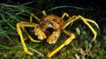 Spider crab