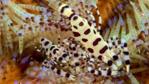 A colourful crustacean