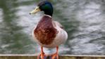 A mallard duck in flight